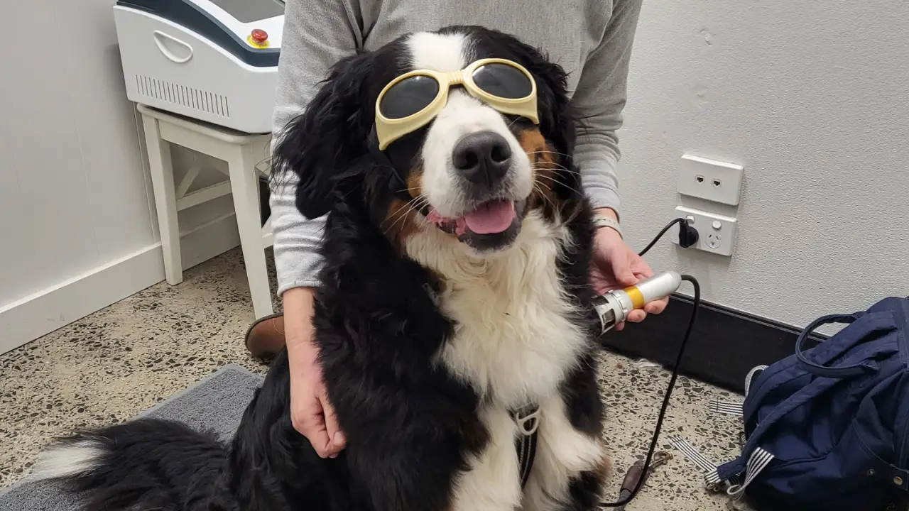 How Acupuncture for Dogs Works Save on Treatments With Exclusive Coupon Codes