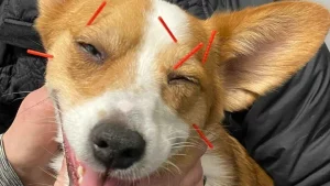 How does acupuncture work for dogs